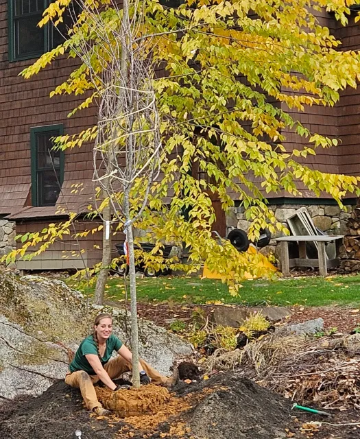 Grown Right Tree and Shrub work photo
