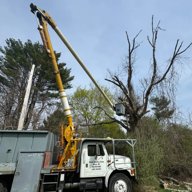 work photo from dovercountrytrees.com