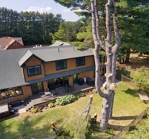 tree services