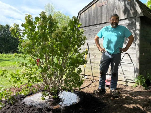 planting shrub