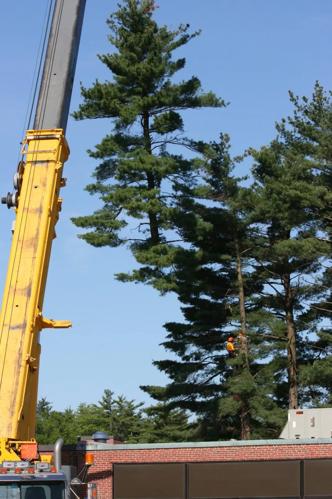 work photo from atomictreeserviceinc.com
