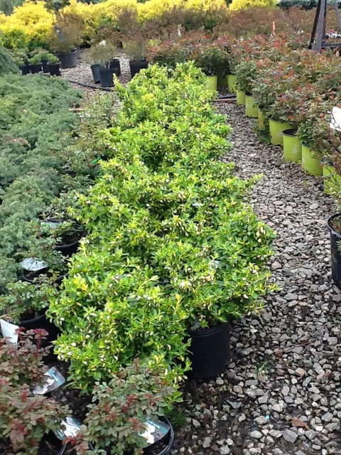 work photo from smittys-landscaping.com