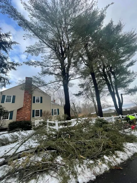 work photo from martineztreework.com