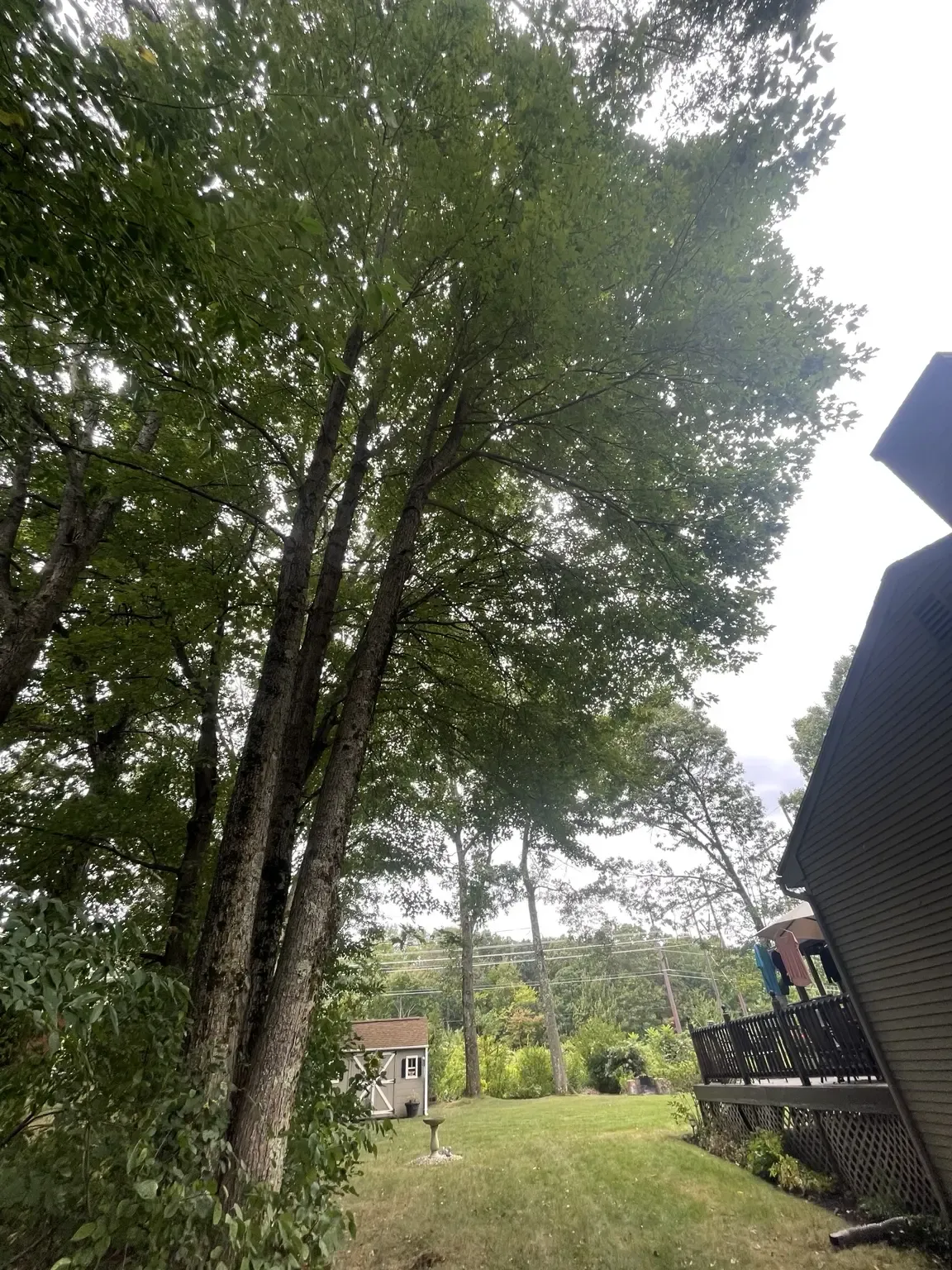 Dense tree canopy and border growth beside the residence before selective removal