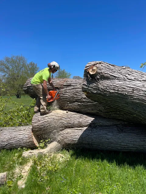 Ryan’s Tree Service work photo