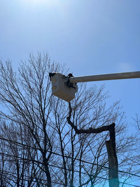 work photo from treeguysinc.com