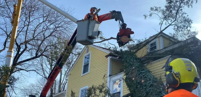 work photo from gotreeservices.com