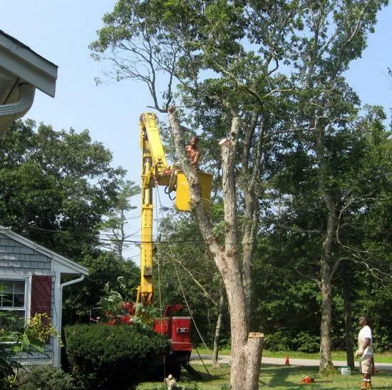 work photo from capecodtreeservices.com