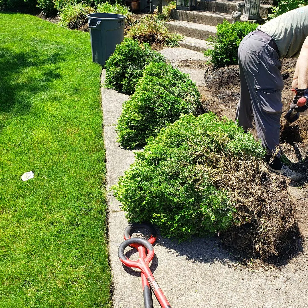 Plant installation service in Massachusetts