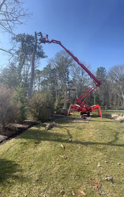 BSJ Tree Service work photo