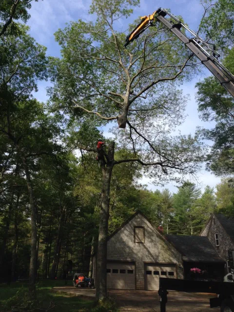 Tree removal