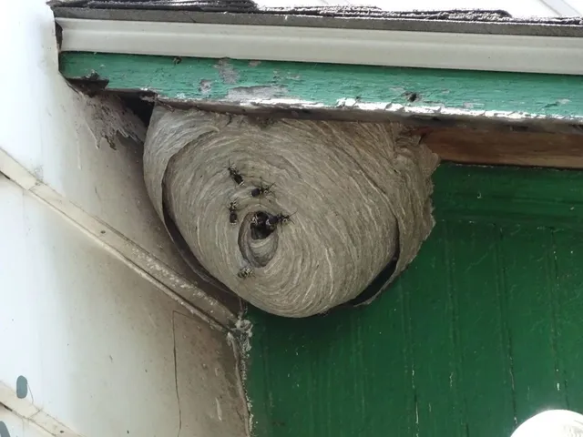 Integrity Pest Control work photo