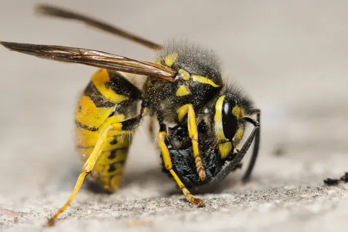 Close-up macro photograph of a wasp