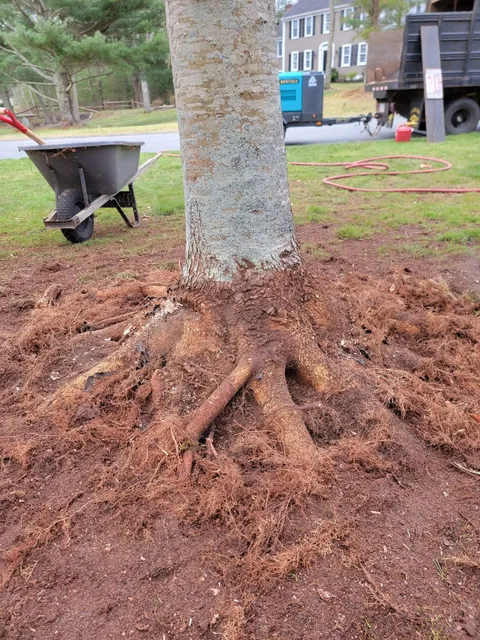 Tree trunk with exposed roots and fresh mulch in a yard, with a wheelbarrow and truck in the background