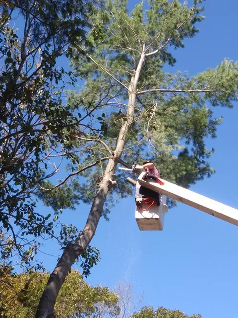 Daves Tree Service work photo