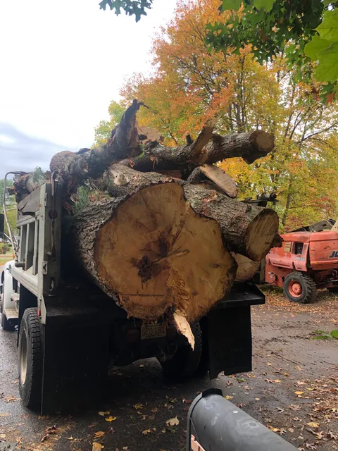 Radke Tree Service work photo