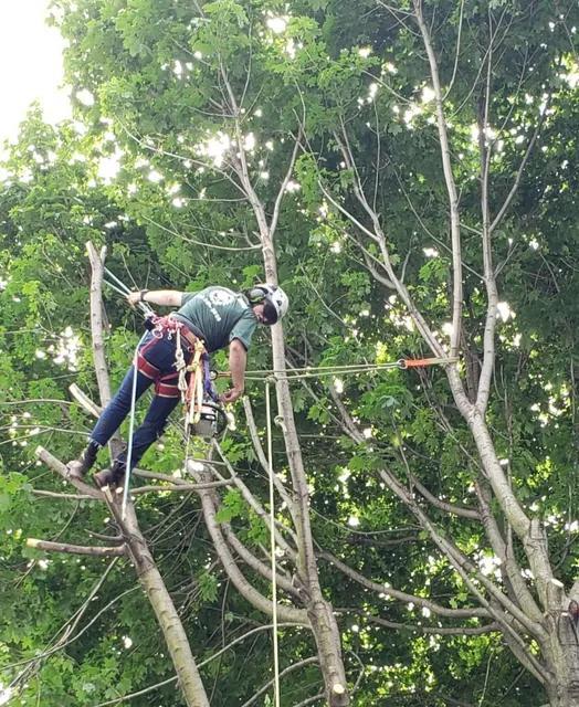 Sciuto Tree LLC work photo