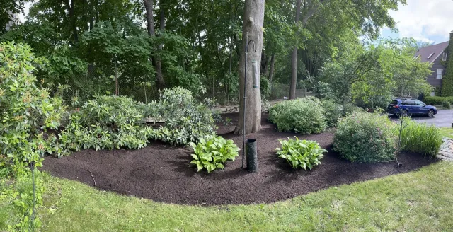 A landscaped garden with mulched flower bed, shrubbery, trees, and parking lot with cars in the background.