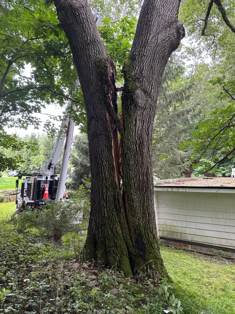 Recent work tree services fairfield county ct with freshly pruned trees and a clean property finish