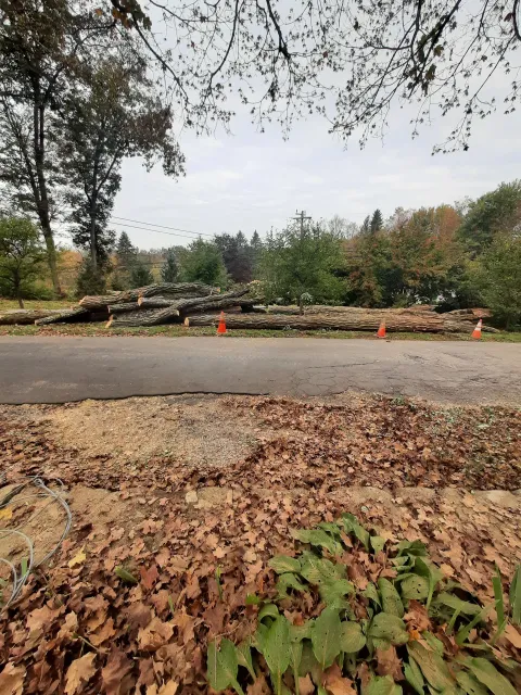 work photo from bobstreeservice.com