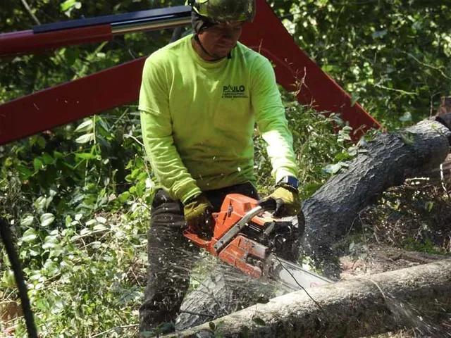 emergency-tree-removal