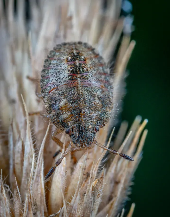 Close-up macro photograph of a bed bug