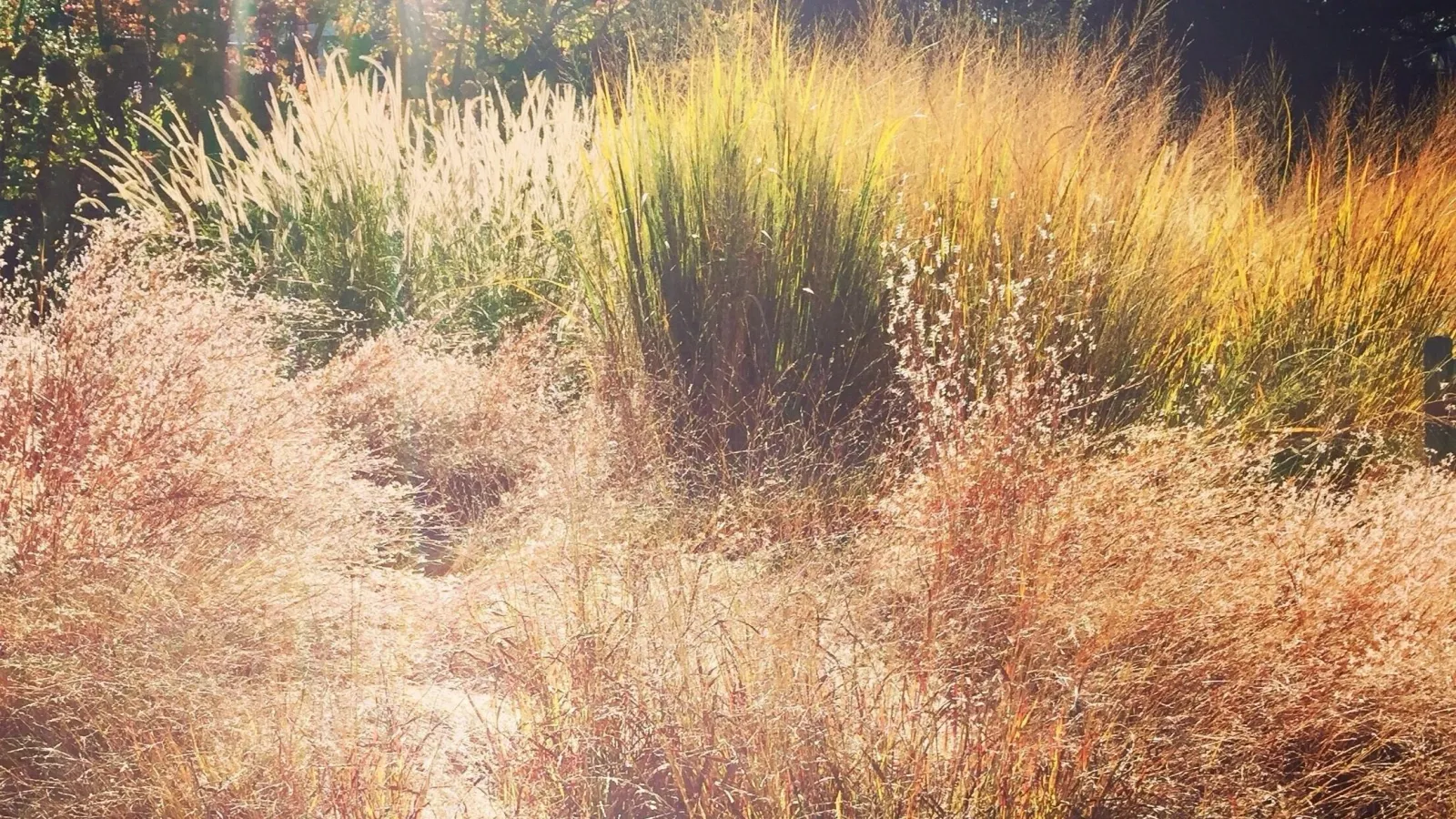 Grasses.jpg