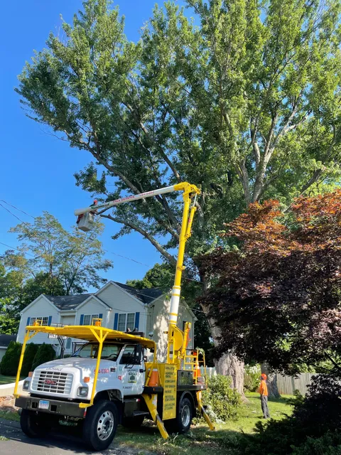 LACHANCE TREE SERVICE work photo