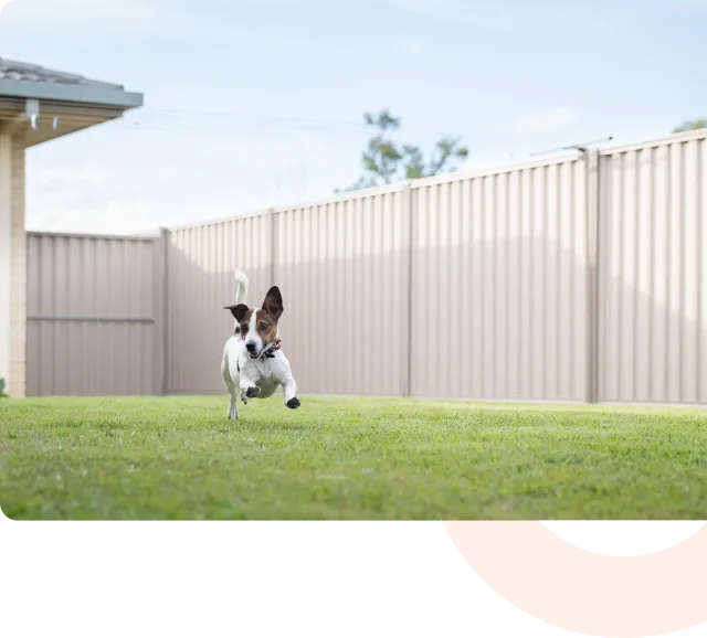 Connecticut Pet Containment