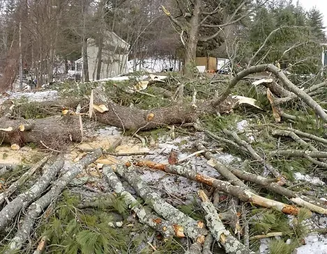 treework.jpg
