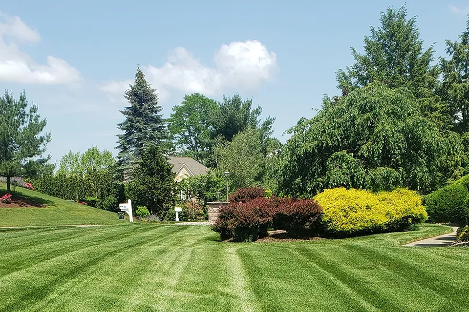 Weekly lawn care image