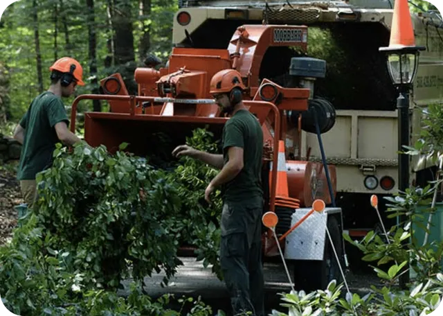 Tree Specialists work photo