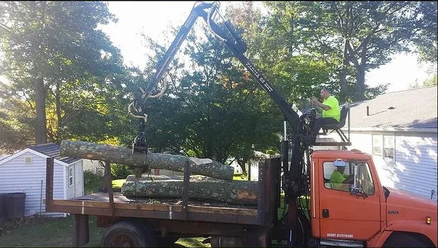Affordable Tree & Landscape work photo