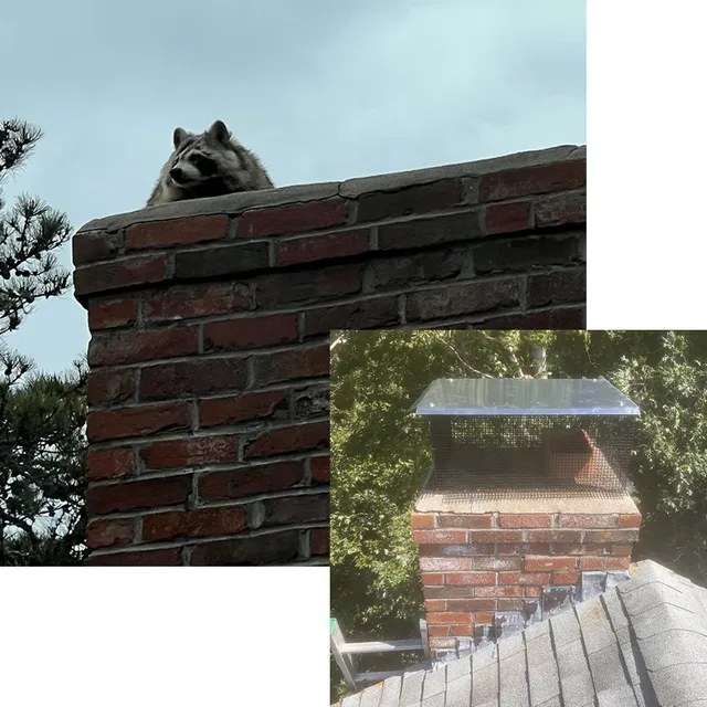 East Coast Wildlife Removal work photo
