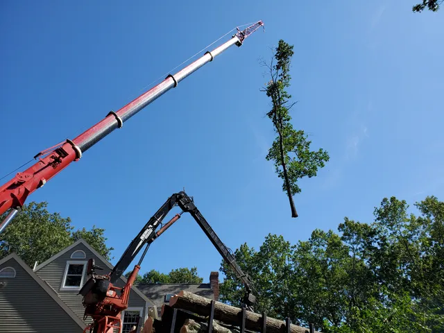 T Bennett Tree Service work photo