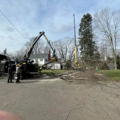 Two cranes removing large trees on residential street — CT