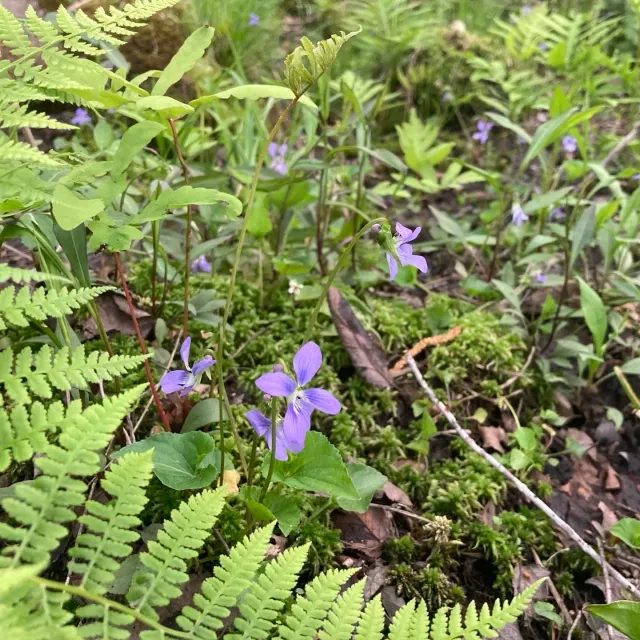 Tomorrow&rsquo;s mushroom log event is canceled due to the rain&hellip; but if you can pop into the woods before the rain there are many beautiful things coming up.