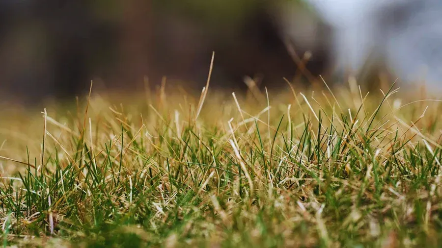 How to Care for Your Lawn During a Heatwave