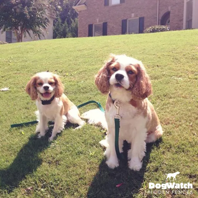 work photo from dogwatchsomaine.com
