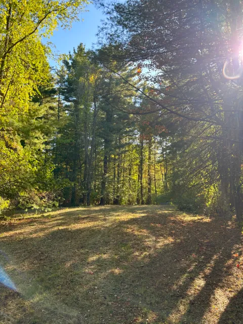 Sunlight filters through trees onto a grassy clearing in a forest during daytime.