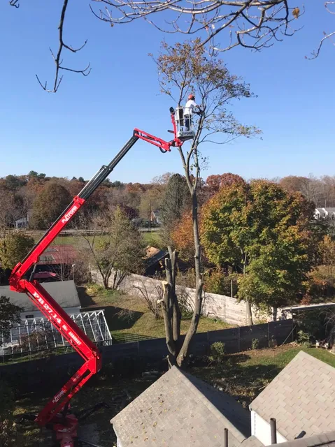 Devo's Tree & Stump removal work photo