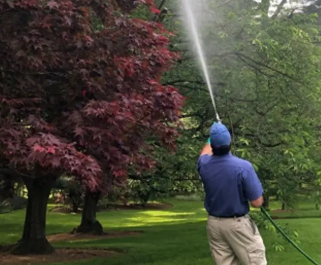 North Eastern Tree , Shrub and Lawn care work photo