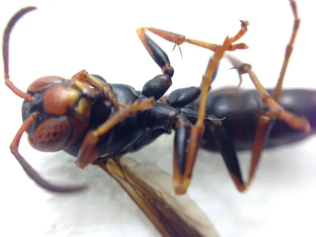 work photo from nutechpest.com