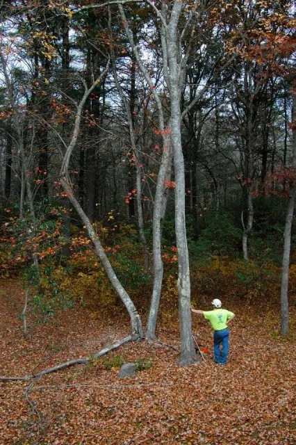 A person wearing a helmet and a bright green shirt standing in a wooded area with trees and fallen leaves, touching a tall tree.