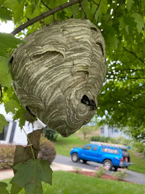 Affordable Pest Control work photo