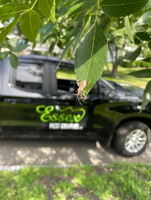 work photo from essexpest.com