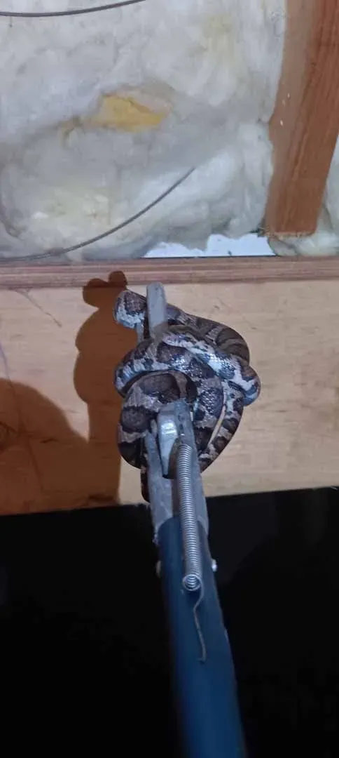 work photo from firstcallanimalandpestcontrol.com