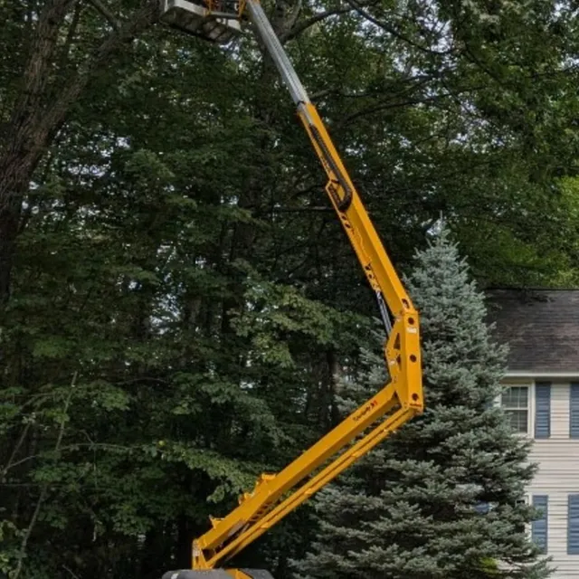 Alison's Tree Service work photo
