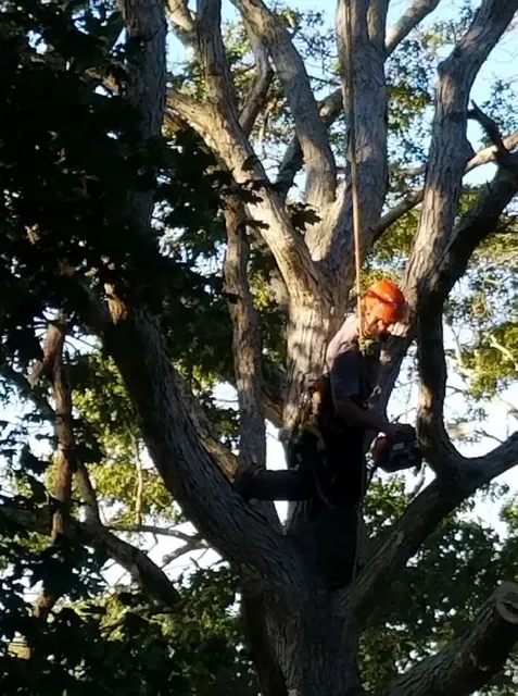 Seaside Arborists Tree Services work photo