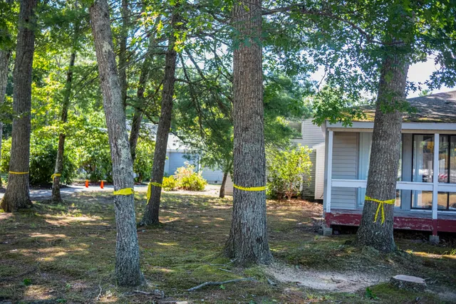 Damaged Tree Removal